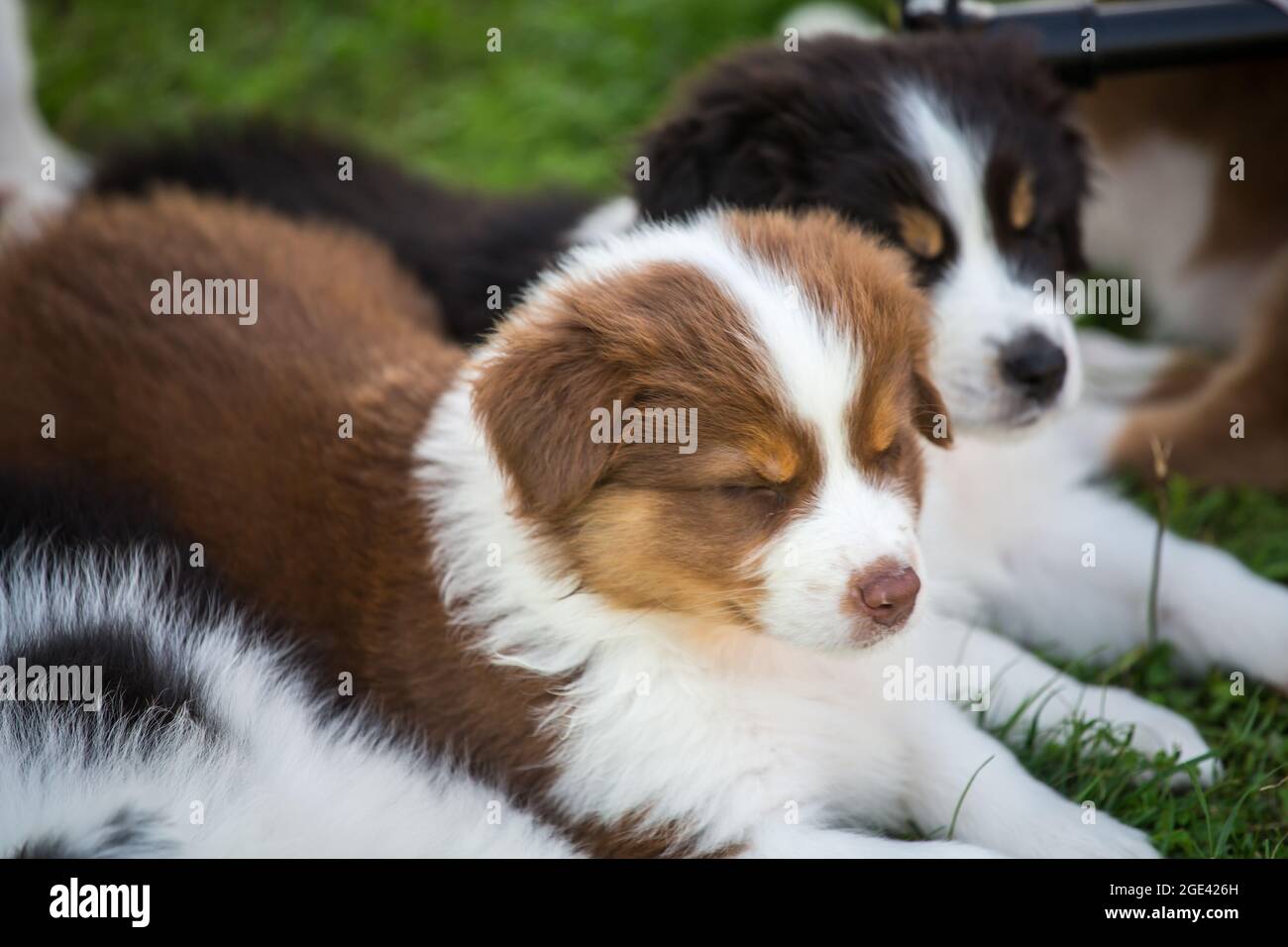Pastore australiano cuccioli Foto Stock