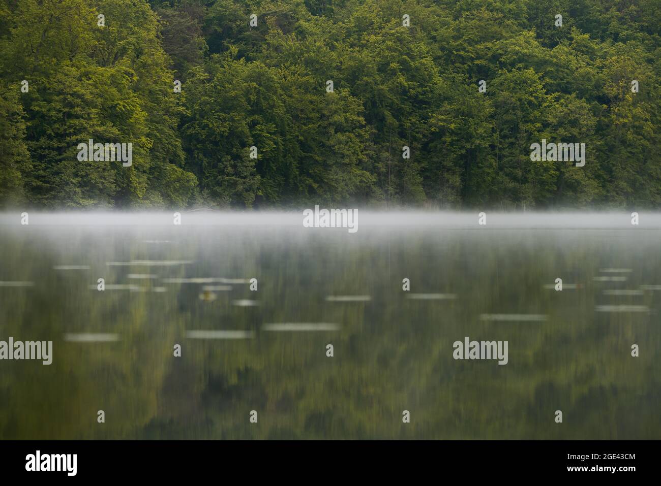 Natursee im Nebel, Seerosen Biotop, spiegelglatt Foto Stock