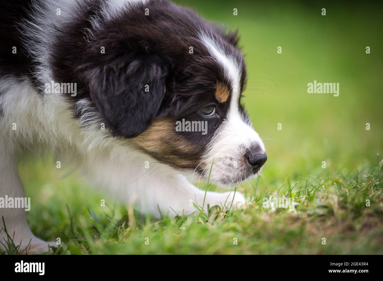 Pastore australiano cucciolo Foto Stock