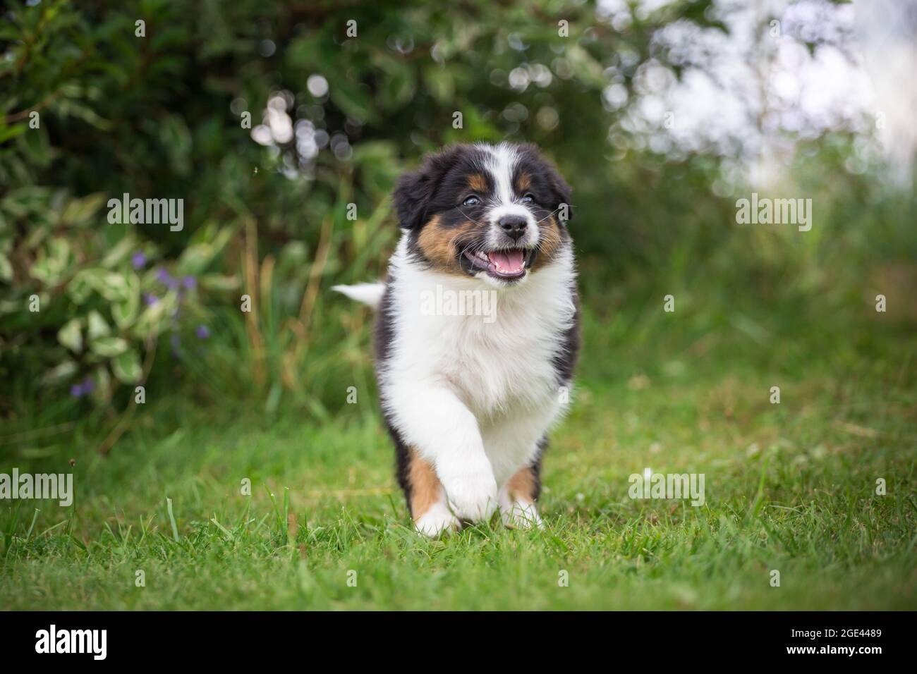 Marionetta Australiana Pastore in esecuzione Foto Stock