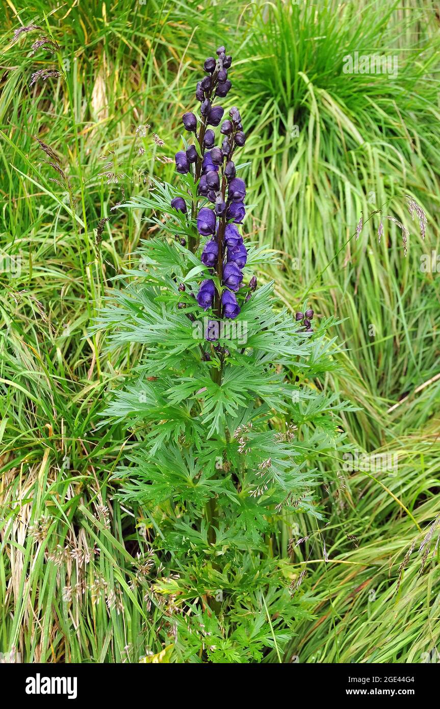 Cappa di monaco, aconite, wolfsbane, Blauer Eisenhut, Aconitum napellus, Alpesi sisakvirág, Europa Foto Stock