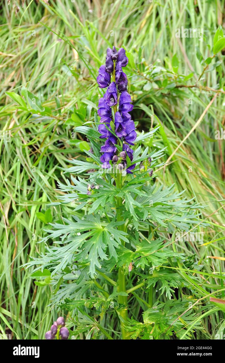 Cappa di monaco, aconite, wolfsbane, Blauer Eisenhut, Aconitum napellus, Alpesi sisakvirág, Europa Foto Stock