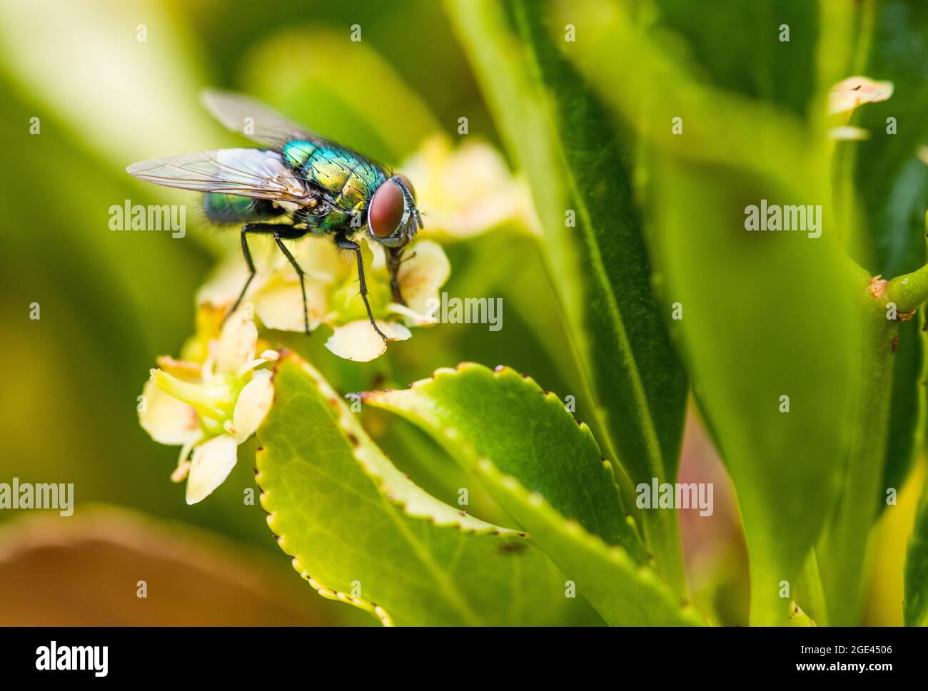 Bottiglia verde Fly Lucilia caesar su giardino cespuglio agosto Foto Stock