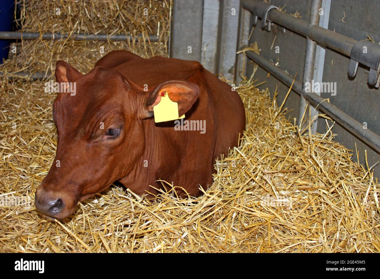 Far rosolare il bestiame in una penna su un letto di paglia. Foto Stock