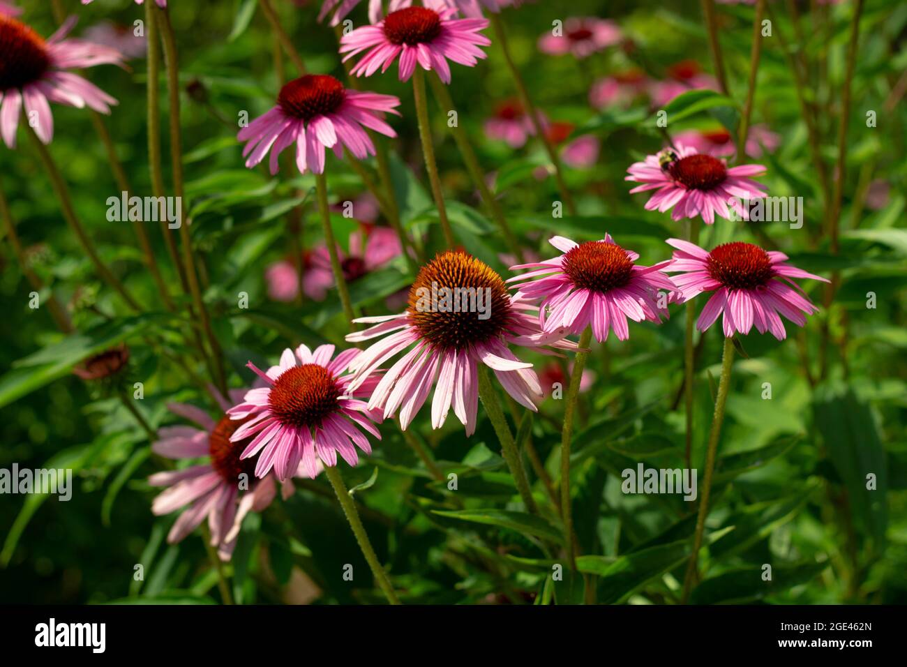 Primo piano Foto di fiori colorati catturati in fiore a metà estate. Foto Stock