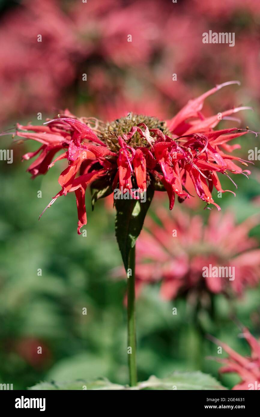 Primo piano Foto di fiori colorati catturati in fiore a metà estate. Foto Stock