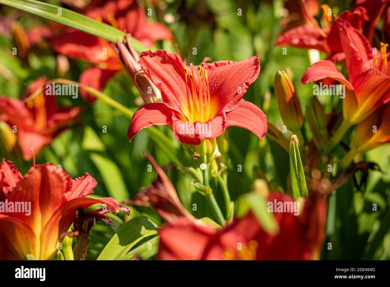 Primo piano Foto di fiori colorati catturati in fiore a metà estate. Foto Stock