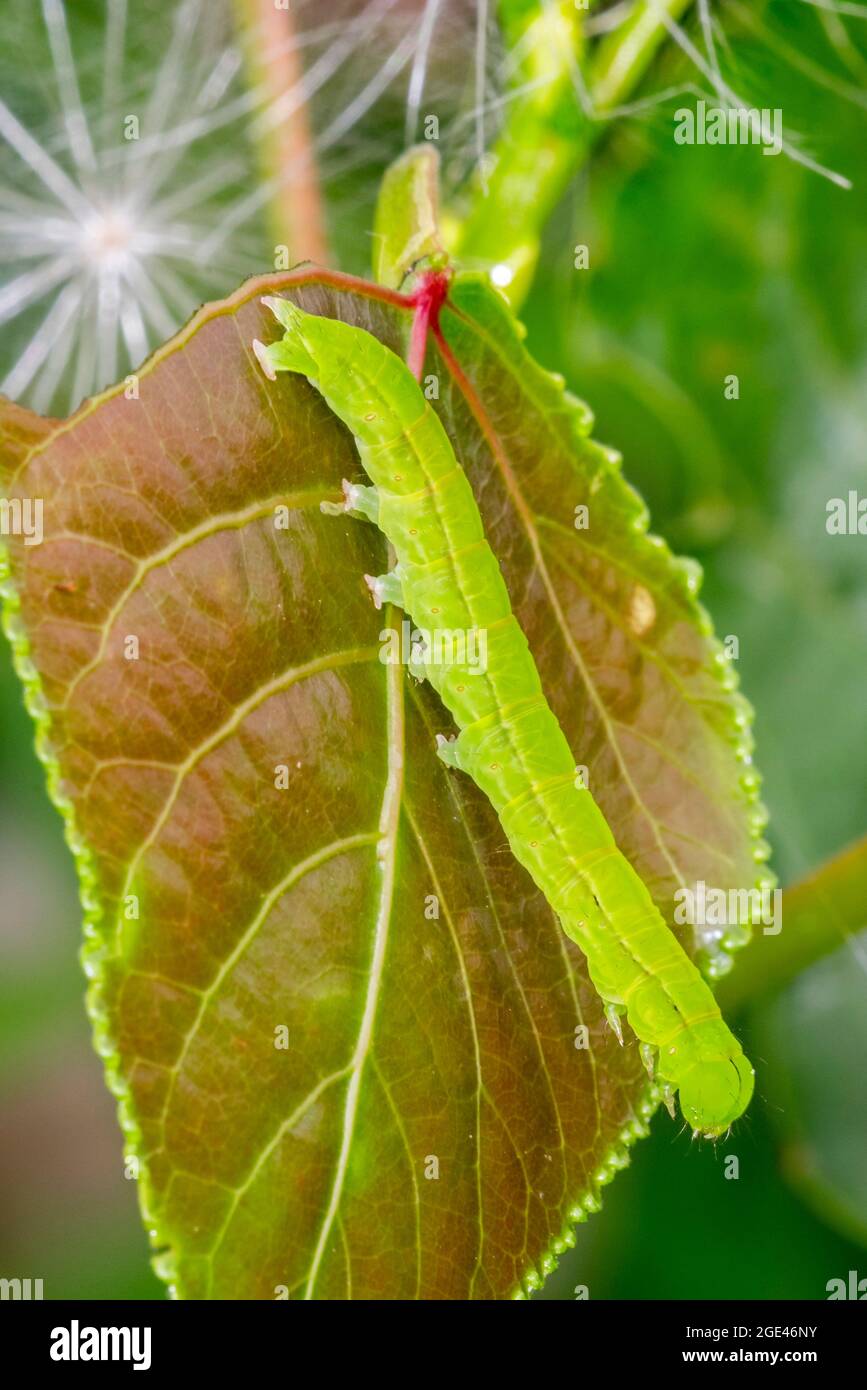 Caperpilastro verde di falda araldo (Scoliopteryx libatrix / Phalaena libatrix) su foglia in estate Foto Stock