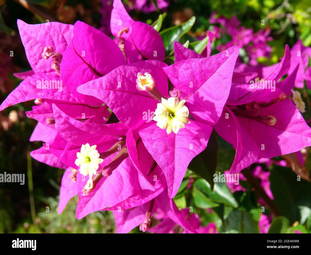 Minor bougainvillea o paperflower, Kahle Drillingsblume, Bougainvillea glabra, murvafürt, Europa Foto Stock