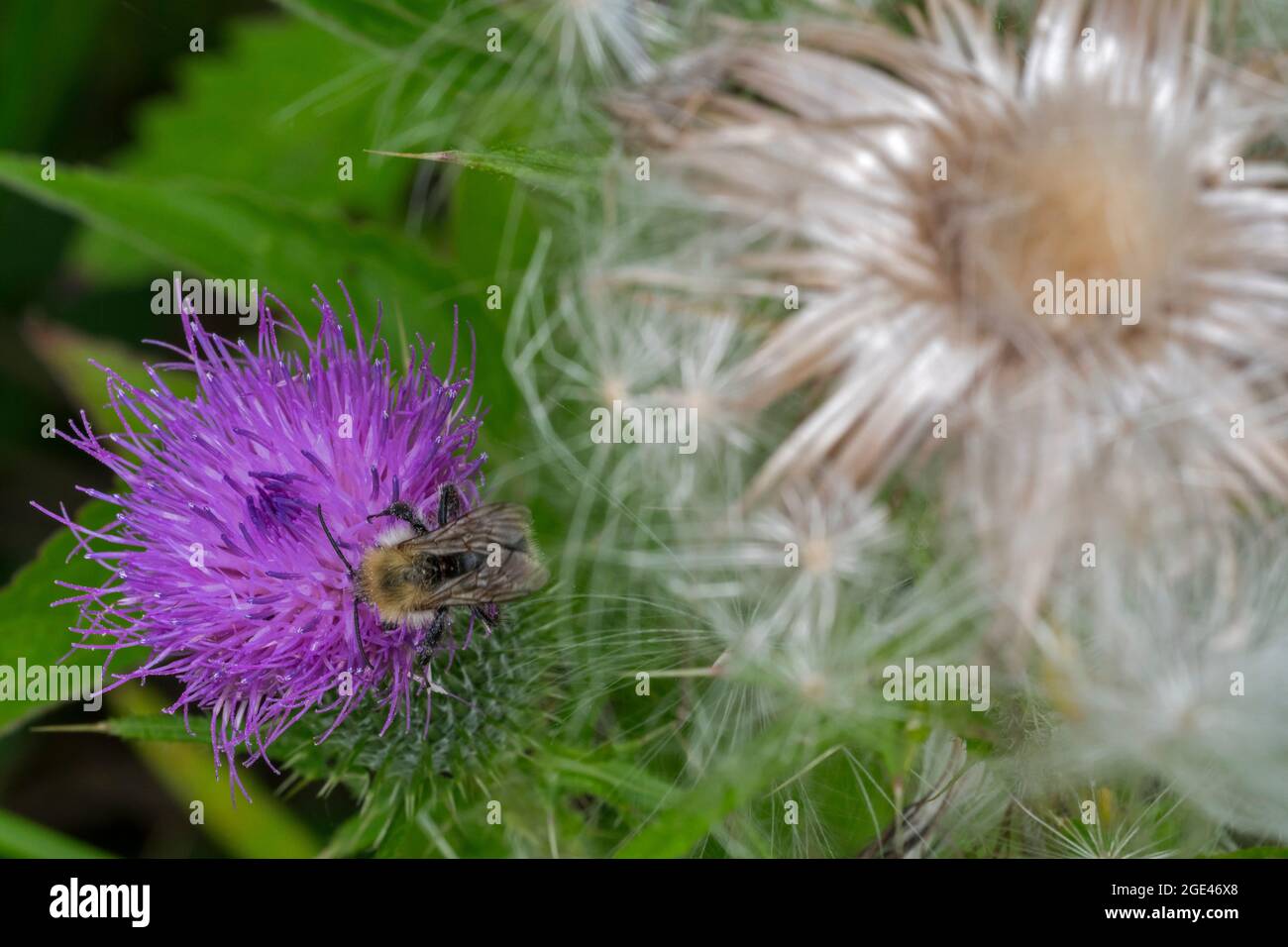 Bumblebee, semi e testa di semina / testa di semi di lancia Thistle / toro Thistle / comune Thistle (Cirsium vulgare / Cirsium lanceolatum) in estate Foto Stock