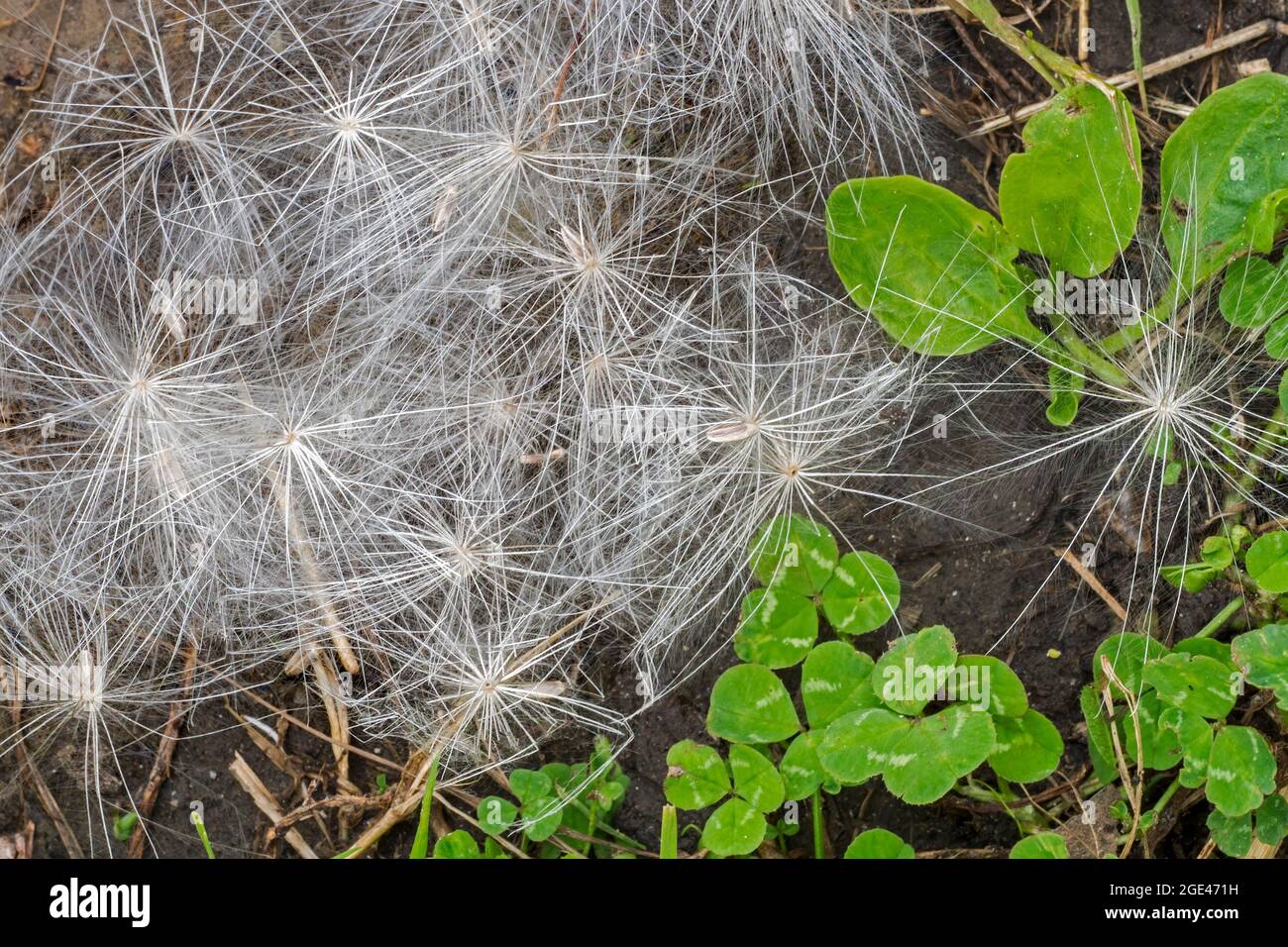 Semi caduti a terra da torello / tistello / tistello comune (Cirsium vulgare / Cirsium lanceolatum) in estate Foto Stock