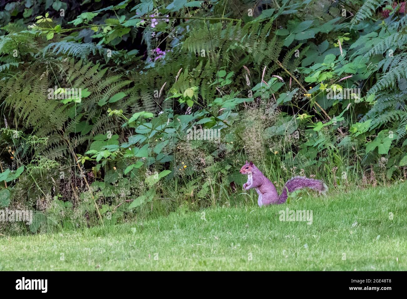 allertare il piccolo scoiattolo sul prato nel parco Foto Stock