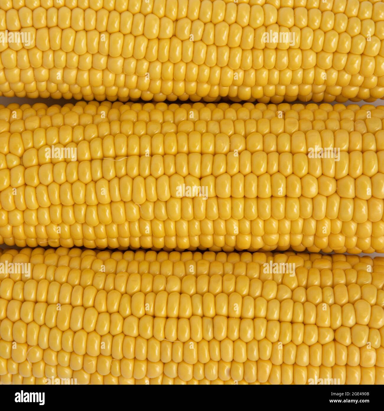 sfondo di pannocchie di mais crude gialle sbucciate, cibo sano, verdure utili, vista dall'alto Foto Stock