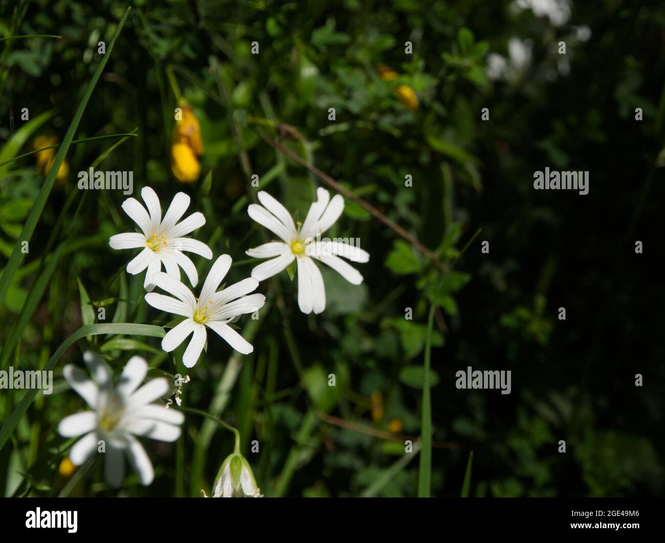 Rabelera ologea nella natura durante la primavera nei Vosgi in Francia Foto Stock