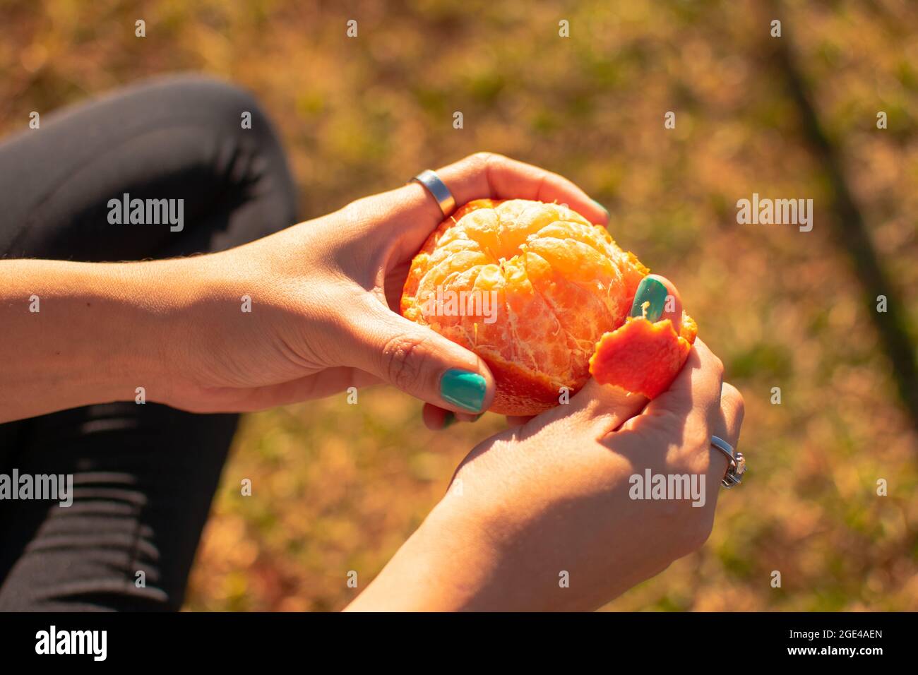 Mani femminili che pelano mandarino Foto Stock