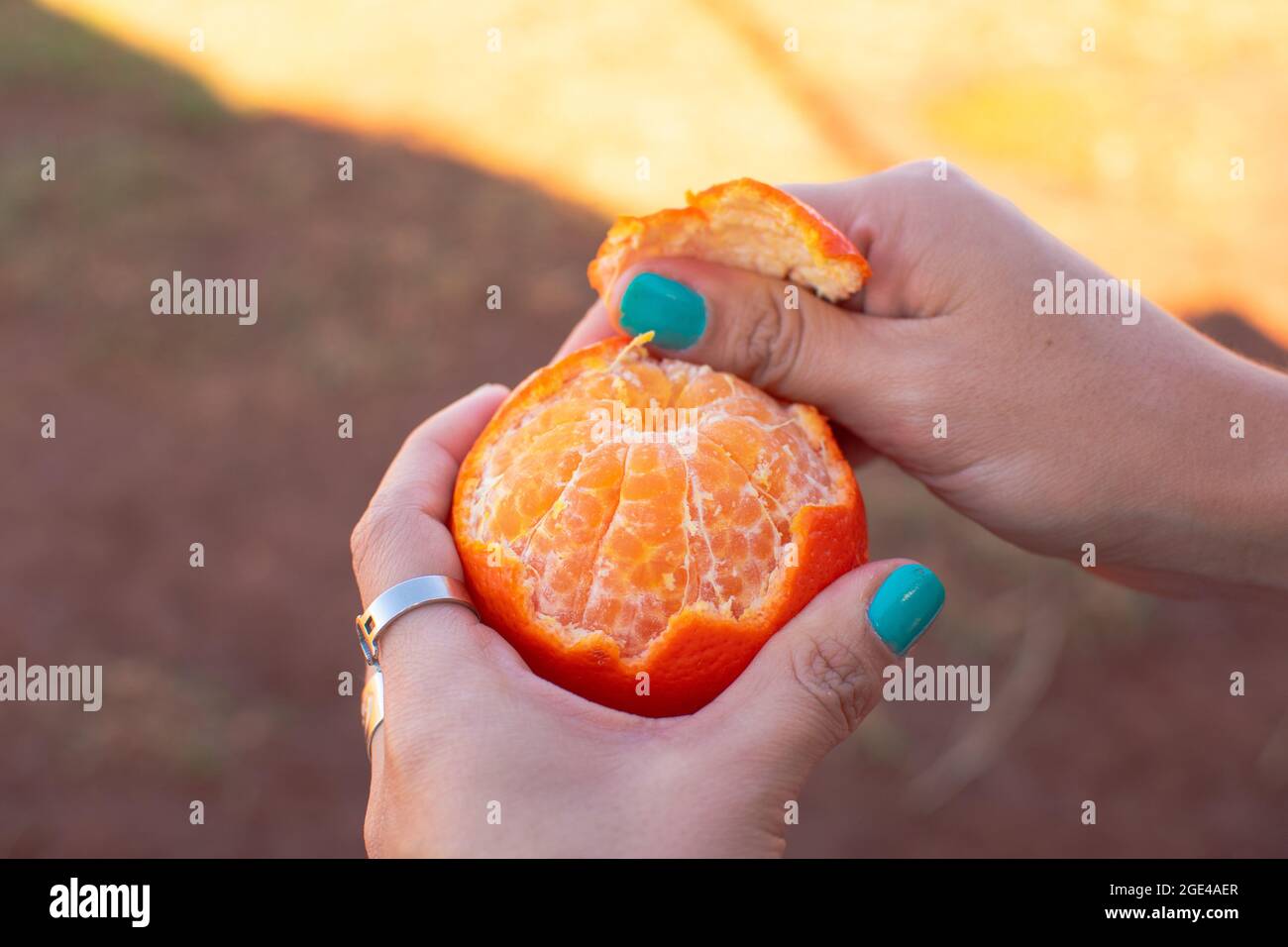 Mani femminili che pelano mandarino Foto Stock