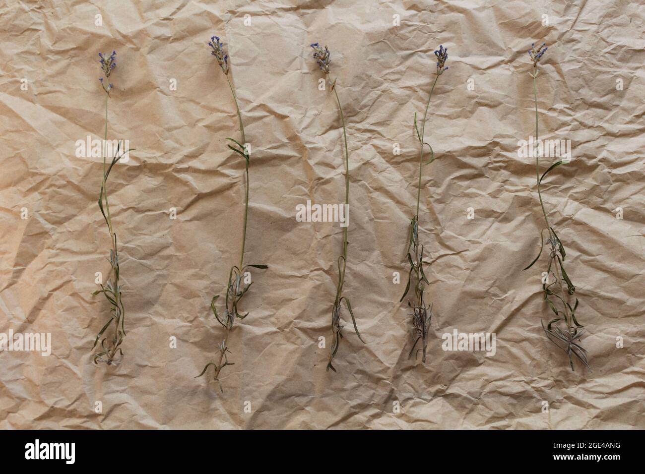 La lavanda secca si spriga su carta kraft sbriciolati. Sfondo per un negozio di fiori, sito web, in stile rustico. Concetto di stile di vita ecologico con materiali organici. Foto Stock