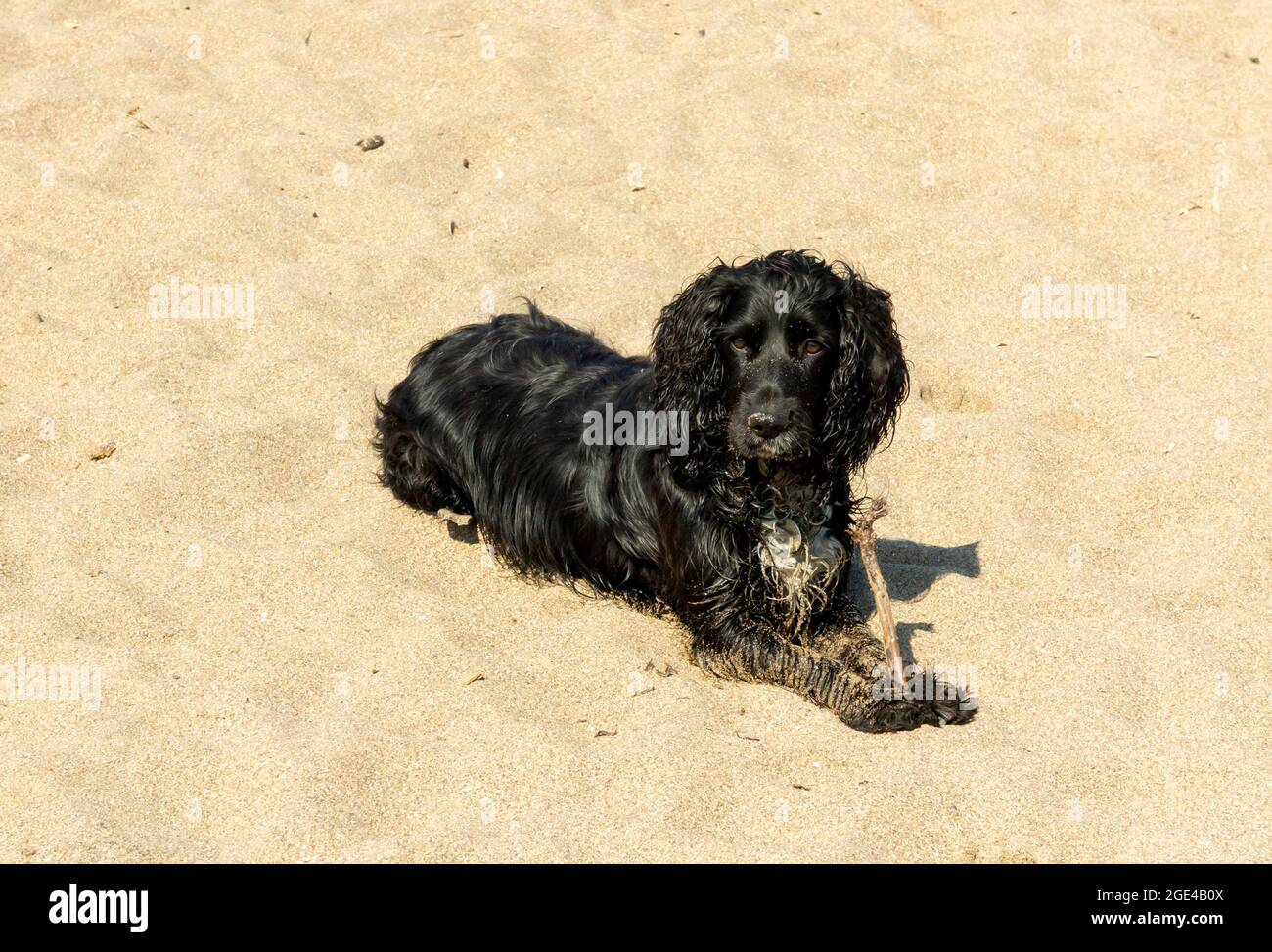 Spianello da cocker in funzione con capelli neri su una spiaggia. Foto Stock