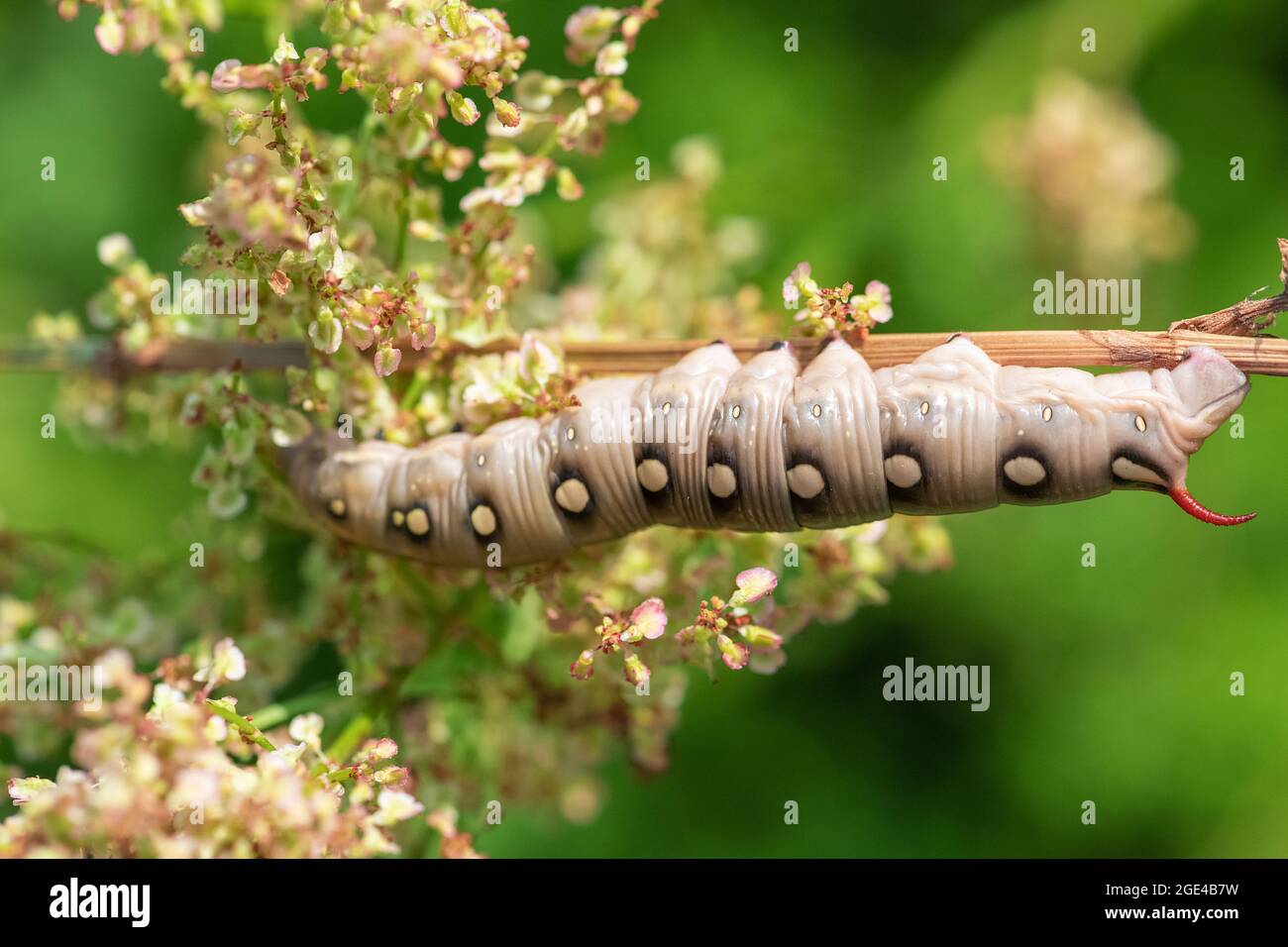 Bedstraw falk-moth (Hyles gallii) caterpillar appeso sul ramoscello su sfondo verde. La messa a fuoco selettiva e l'immagine con profondità di campo poco profonda contengono il rumore Foto Stock