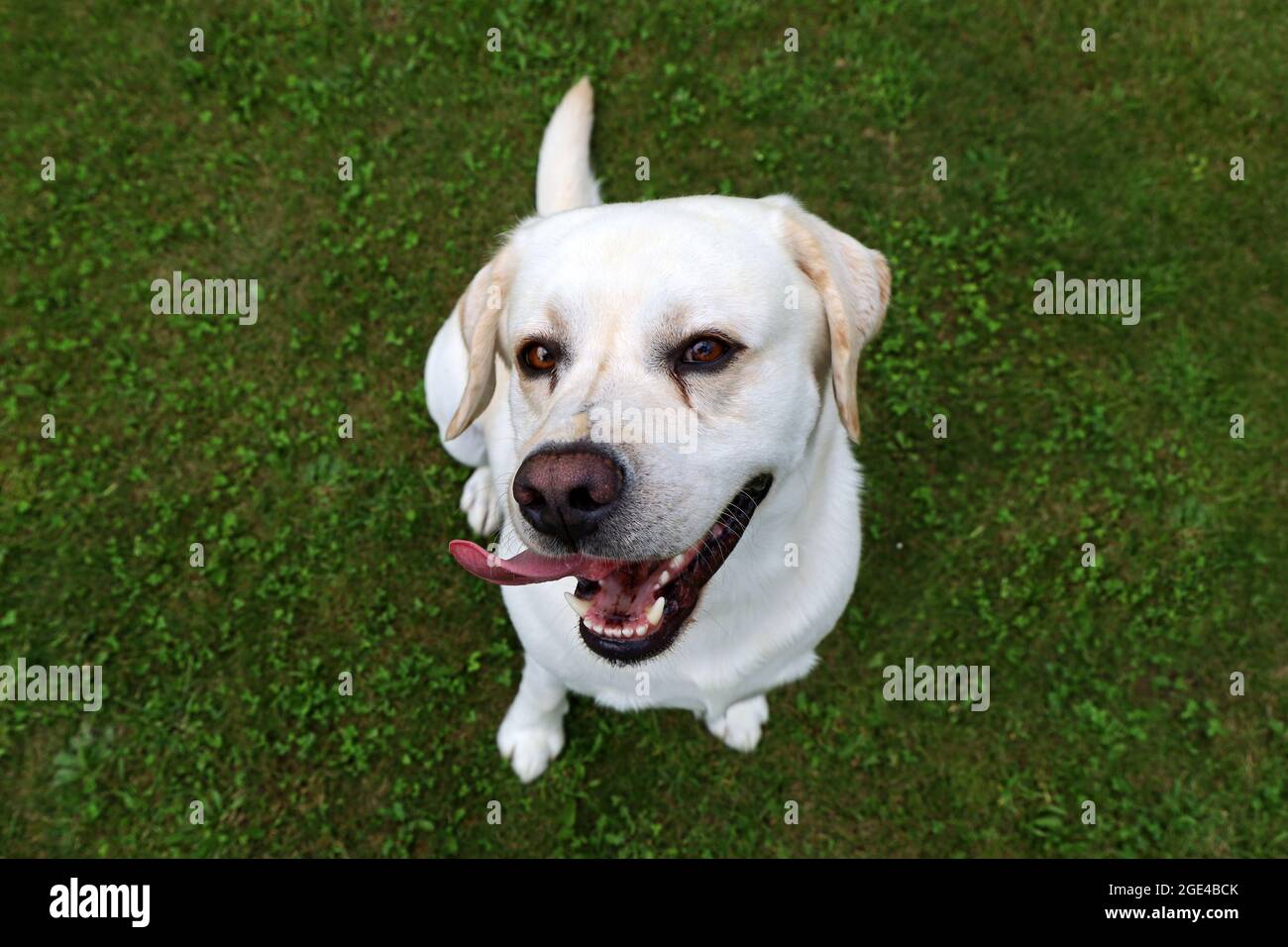 felice cane bianco sorridente, labrador ritriever su erba verde guardando in su nella macchina fotografica Foto Stock
