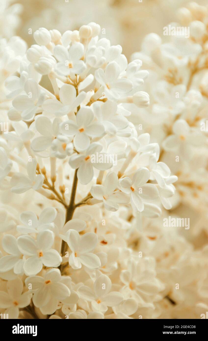 Fiore Lilla bianco Foto Stock