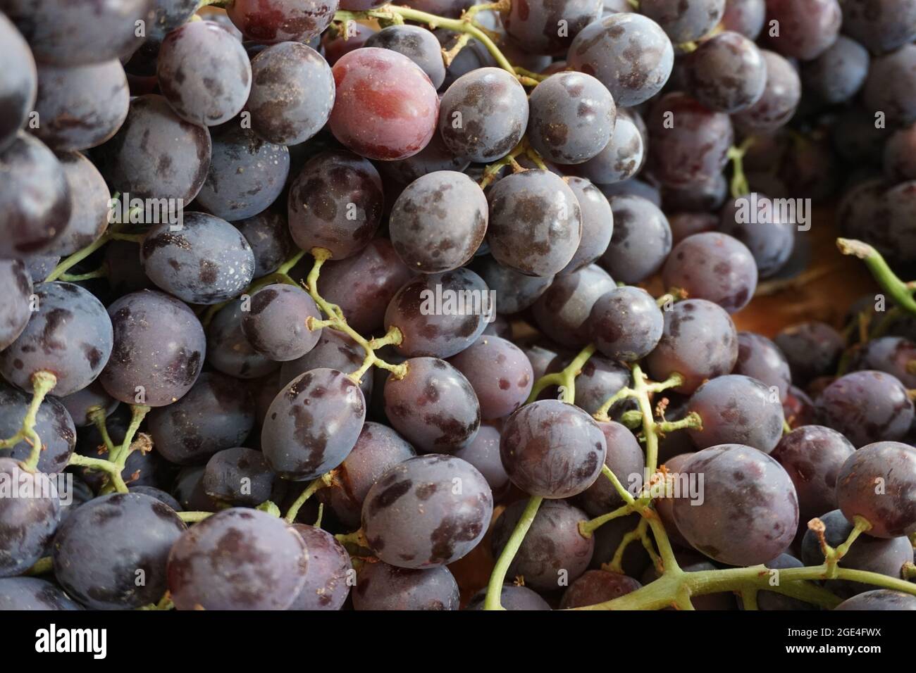 Gustosa uva fresca nel mercato, Dessert Marocchino tradizionale, frutta di stagione, uva Vine Foto Stock