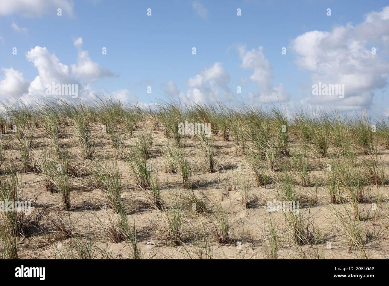 dune sulla costa olandese del Mare del Nord Foto Stock