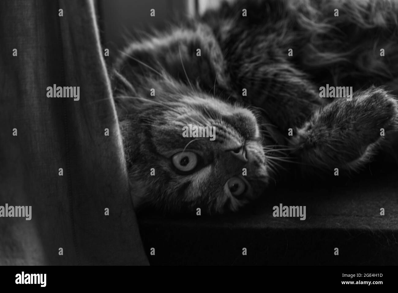 Tabby Cat su riscaldamento centrale e finestra con pentola di piante colorate Foto Stock
