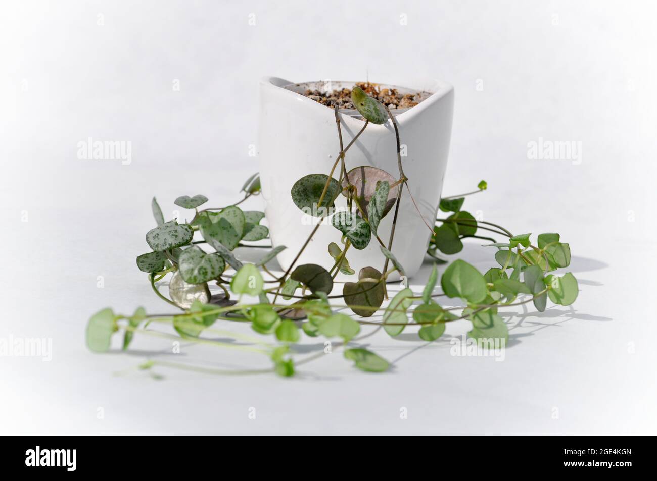 Stringa di cuori houseplant - Ceropegia woodii in una piccola pentola bianca. L'immagine è allineata centralmente ed è impostata su uno sfondo bianco Foto Stock