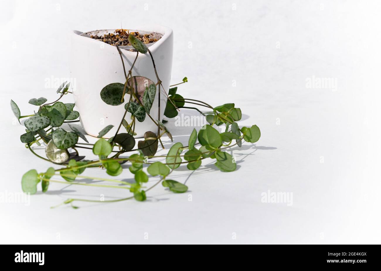 Stringa di cuori houseplant - Ceropegia woodii in una piccola pentola bianca. L'immagine è allineata a sinistra per consentire lo spazio di copia e si trova su uno sfondo bianco Foto Stock