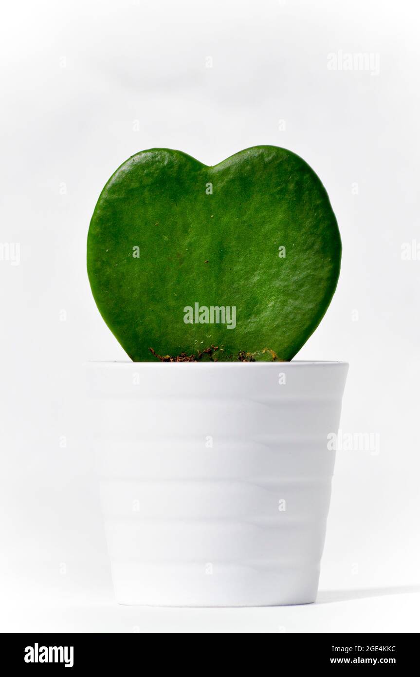 Una piccola casalinga della pianta Hoya Kerrii - foglia singola in un vaso bianco. L'immagine è allineata centralmente e impostata su uno sfondo bianco Foto Stock