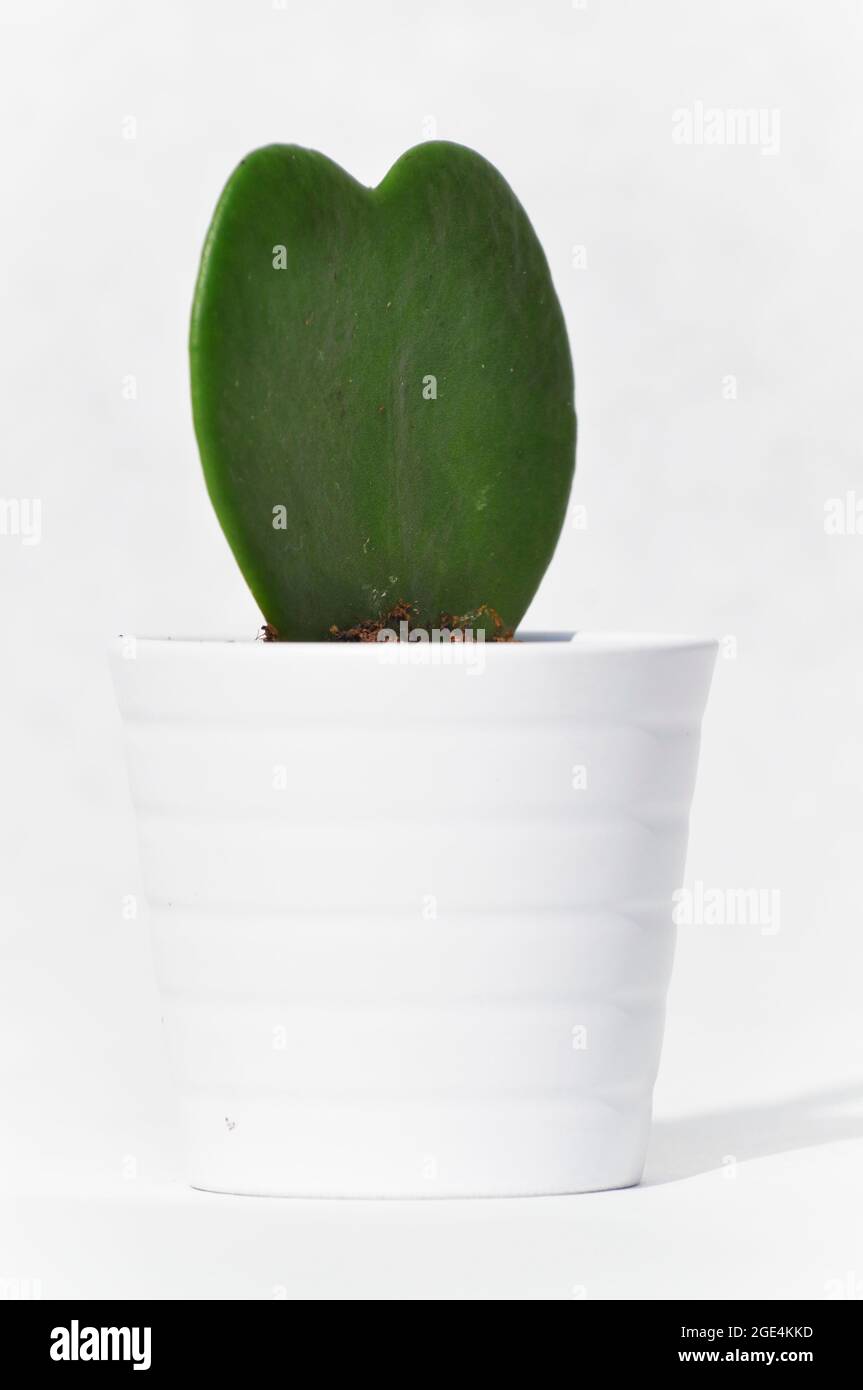 Una piccola casalinga della pianta Hoya Kerrii - foglia singola in un vaso bianco. L'immagine è allineata centralmente e impostata su uno sfondo bianco Foto Stock