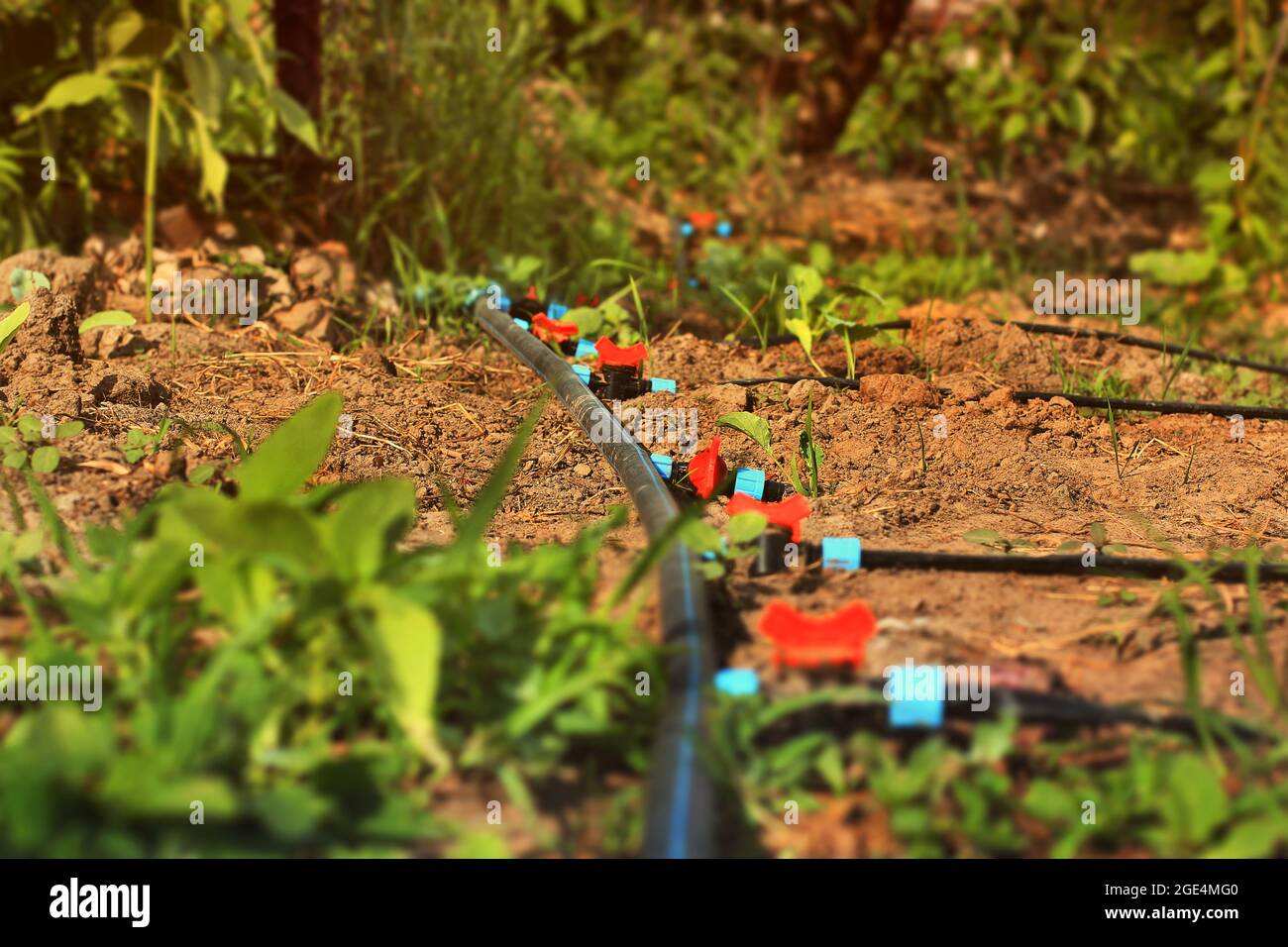 Sistema di irrigazione a goccia. Sistema di irrigazione in giardino Foto Stock