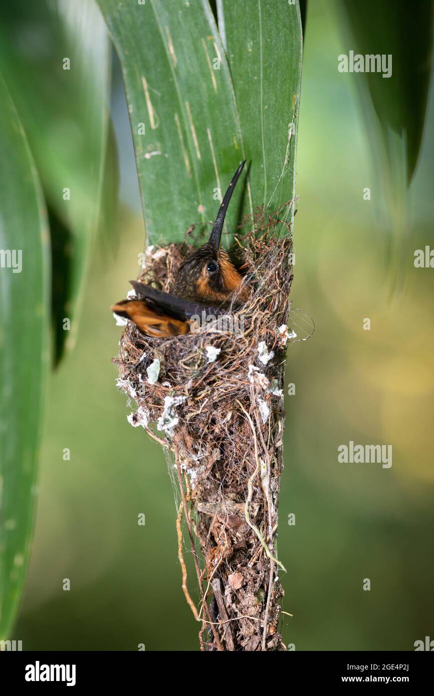 Un Hermit visto-fatturato (Ramphodon naevius) seduto sul suo nido nella foresta pluviale atlantica di se Brasile Foto Stock