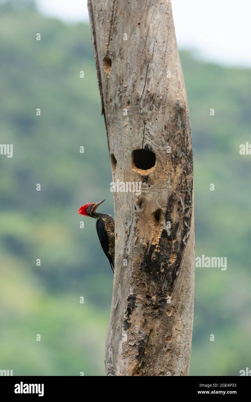 Un Picchio Lineato (Dryocopus lineatus) vicino al suo nido d'ingresso su un albero morto, dalla foresta pluviale atlantica del Brasile se Foto Stock