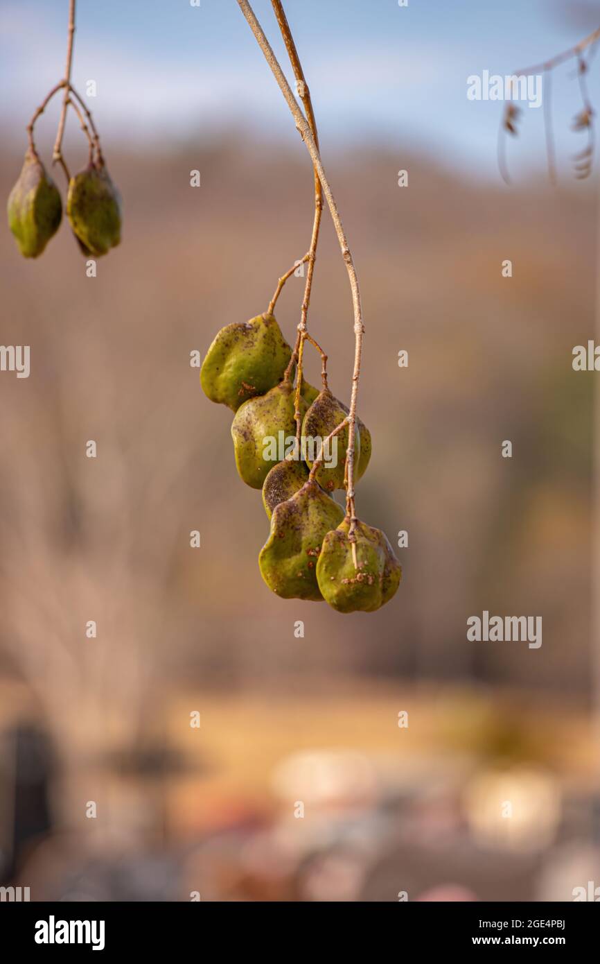 Jacaranda Blu frutti della specie Jacaranda mimosifolia Foto Stock