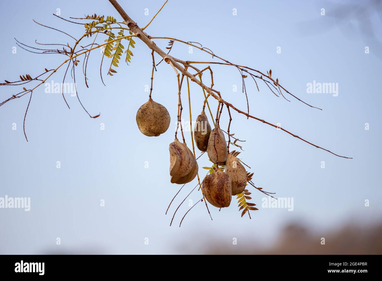 Jacaranda Blu frutti della specie Jacaranda mimosifolia Foto Stock