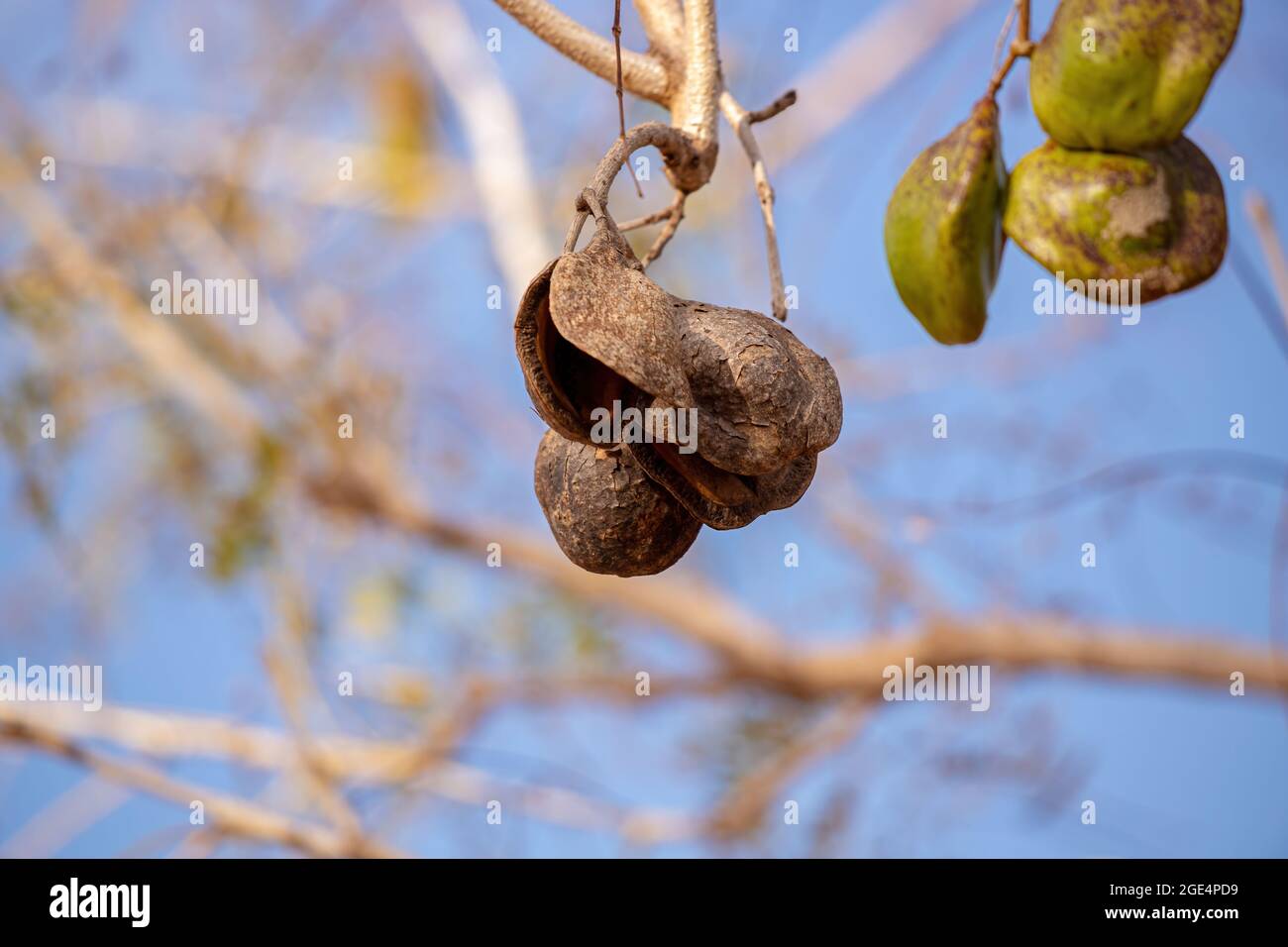 Jacaranda Blu frutti della specie Jacaranda mimosifolia Foto Stock