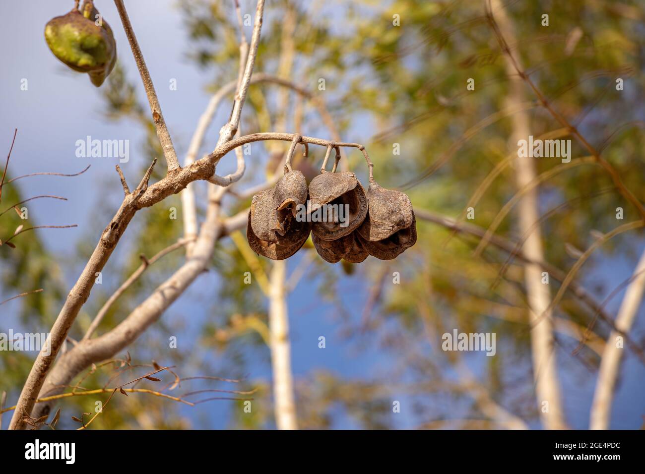 Jacaranda Blu frutti della specie Jacaranda mimosifolia Foto Stock