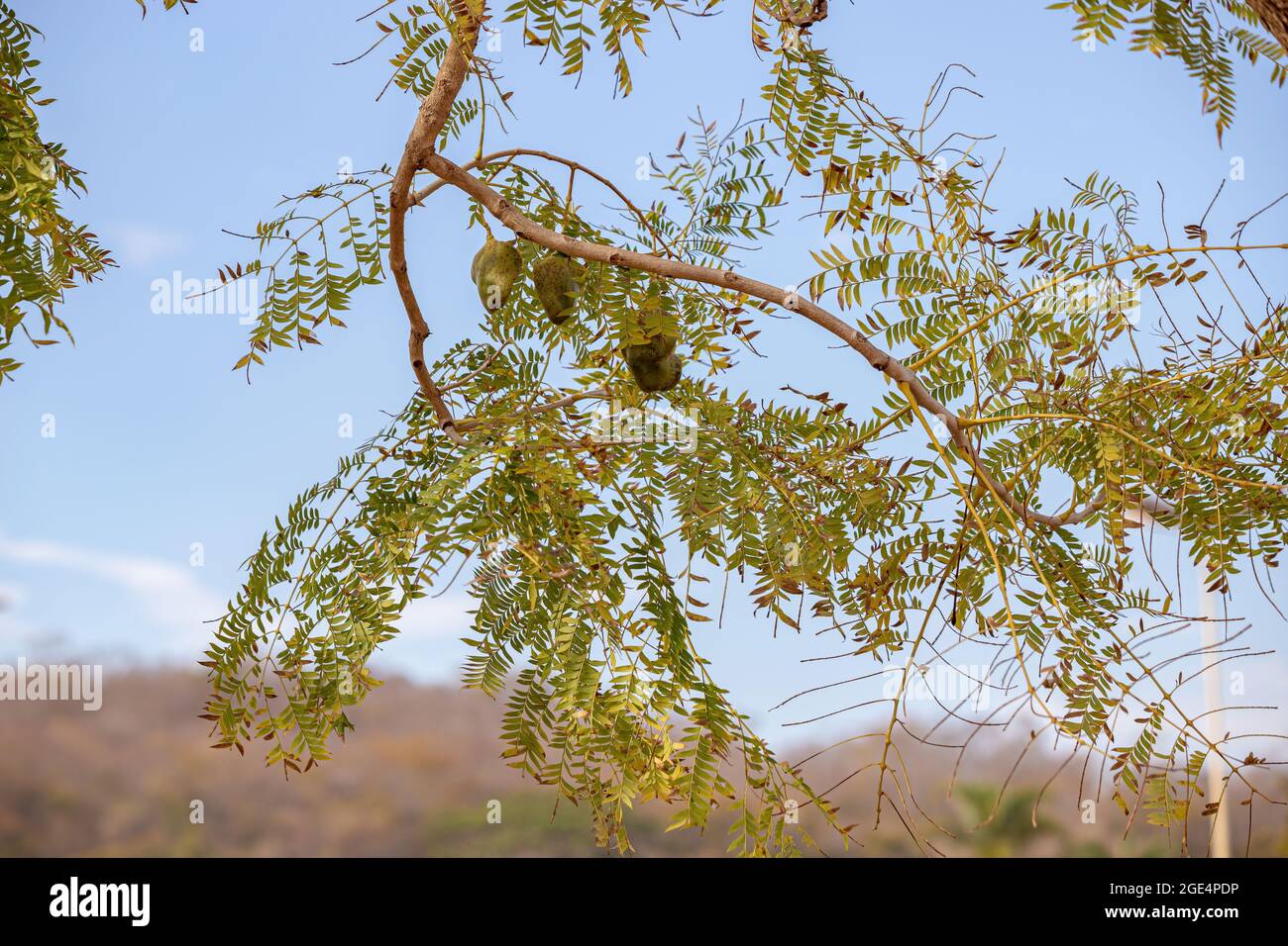 Jacaranda Blu frutti della specie Jacaranda mimosifolia Foto Stock