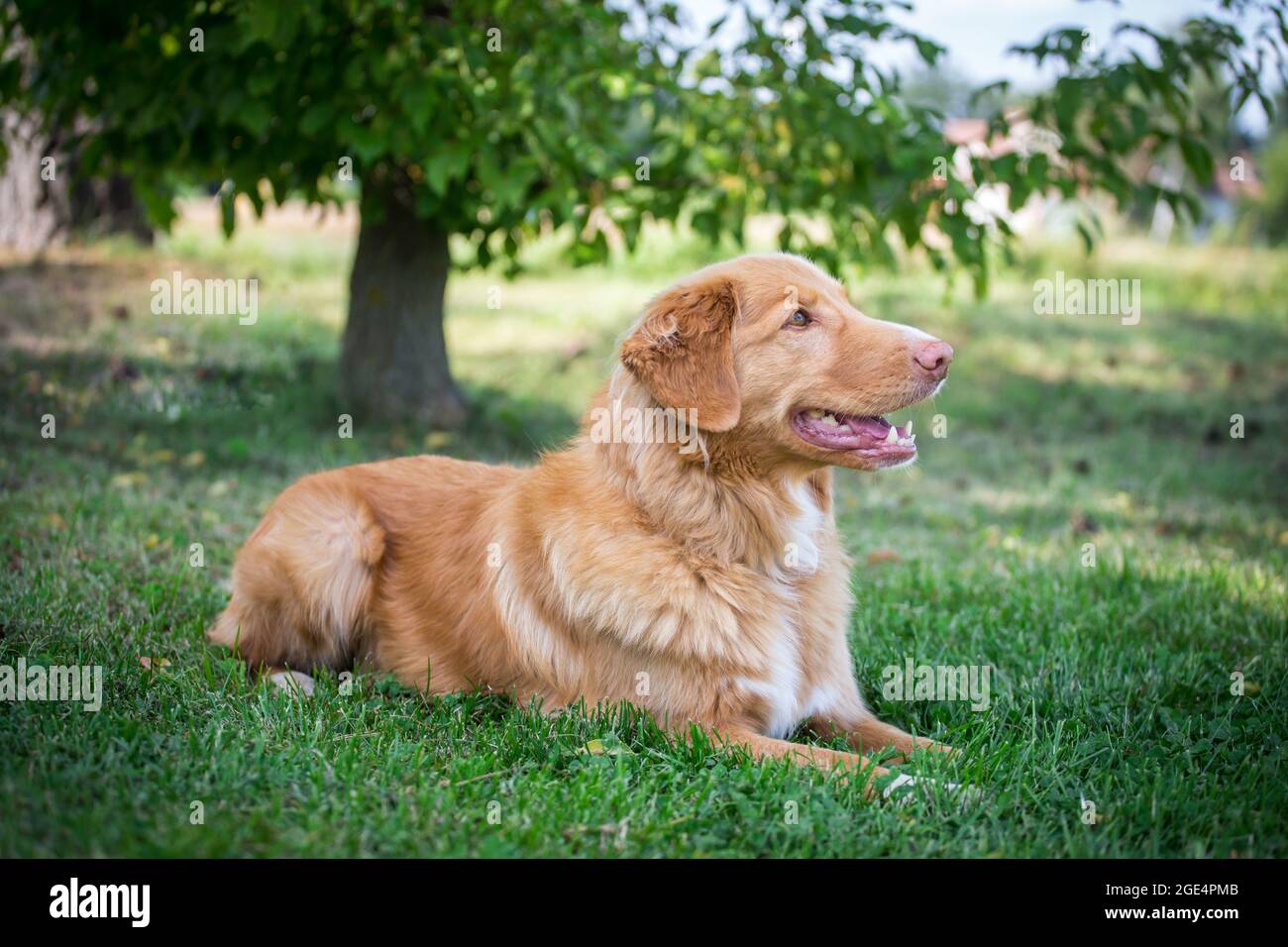 Nova Scotia Duck Tolling Retriever Foto Stock