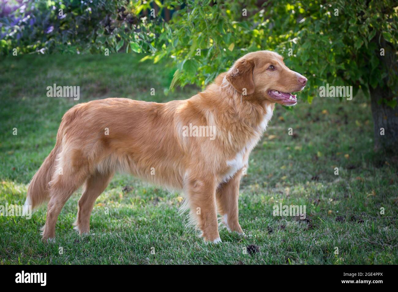 Nova Scotia Duck Tolling Retriever Foto Stock