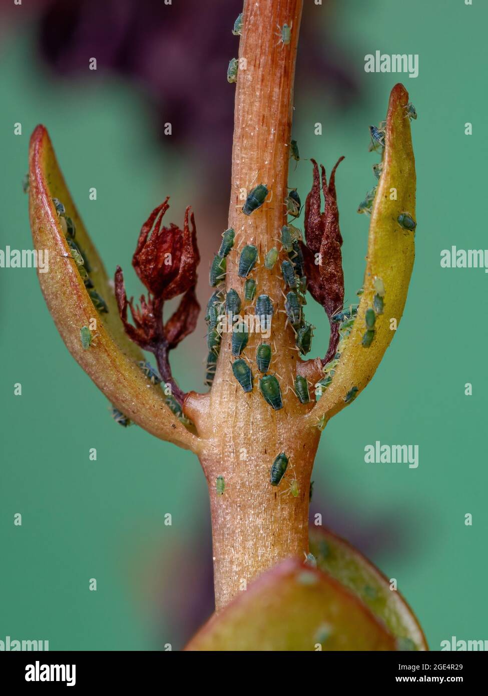 Piccoli afidi insetti della famiglia Aphididae sulla pianta che fiammeggiante Katy della specie Kalanchoe blossfeldiana Foto Stock