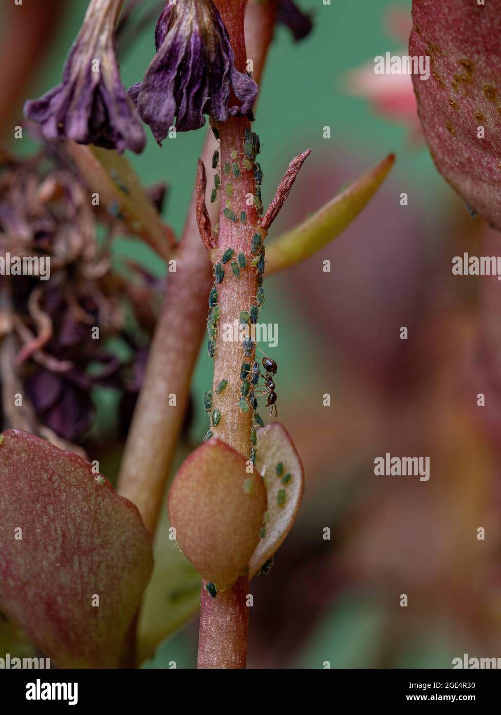 Piccoli afidi insetti della famiglia Aphididae sulla pianta che fiammeggiante Katy della specie Kalanchoe blossfeldiana Foto Stock