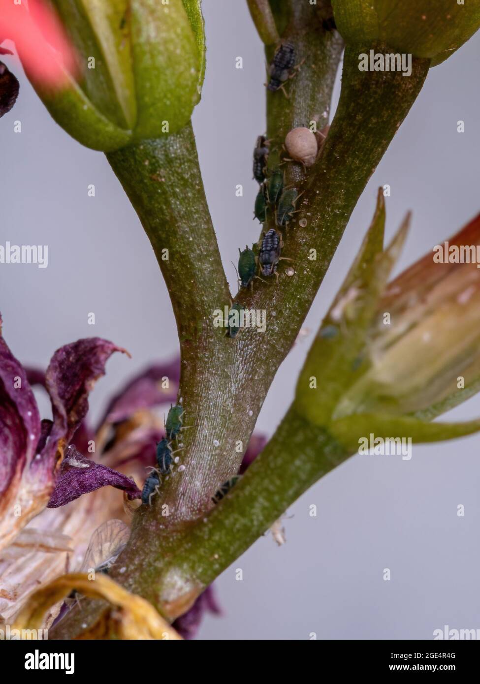 Piccoli afidi insetti della famiglia Aphididae sulla pianta che fiammeggiante Katy della specie Kalanchoe blossfeldiana Foto Stock