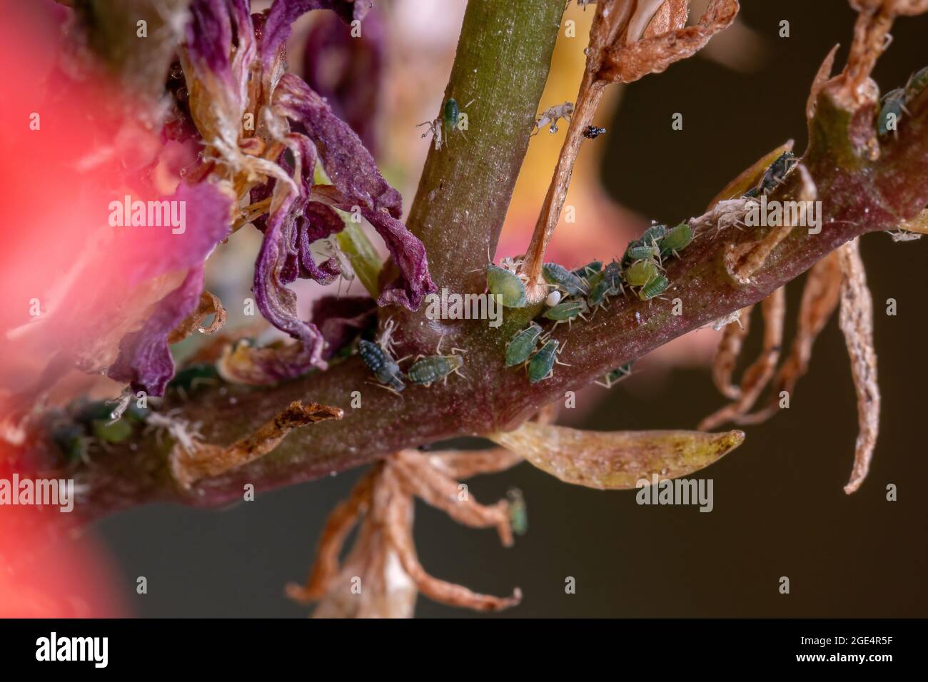 Piccoli afidi insetti della famiglia Aphididae sulla pianta che fiammeggiante Katy della specie Kalanchoe blossfeldiana Foto Stock