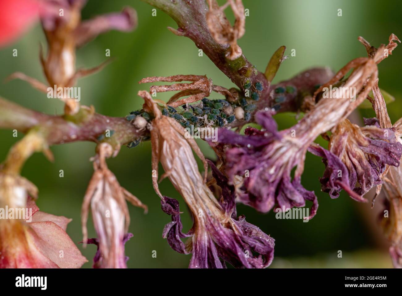 Piccoli afidi insetti della famiglia Aphididae sulla pianta che fiammeggiante Katy della specie Kalanchoe blossfeldiana Foto Stock