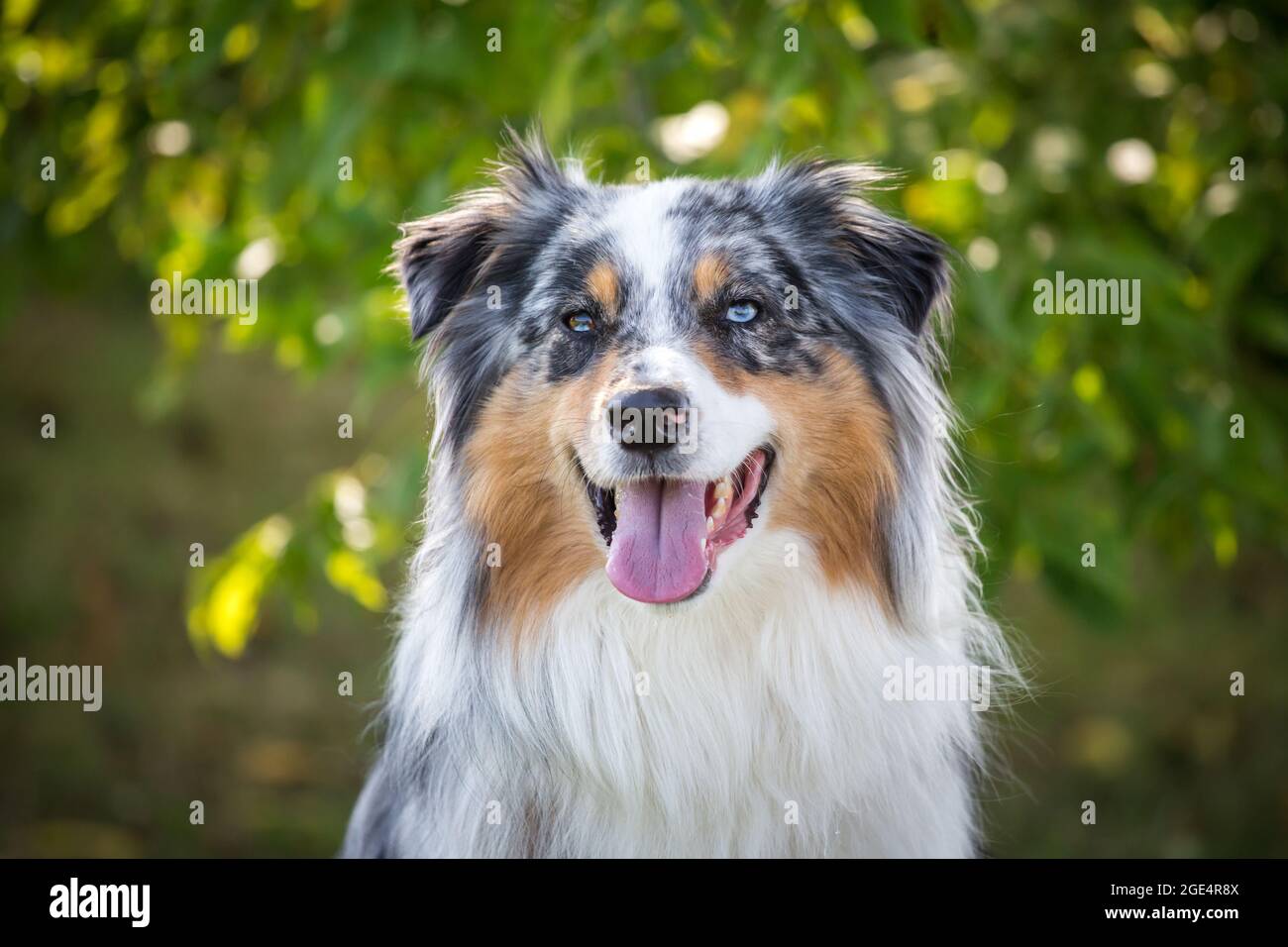 Blue merle Australian Shepherd dog Foto Stock