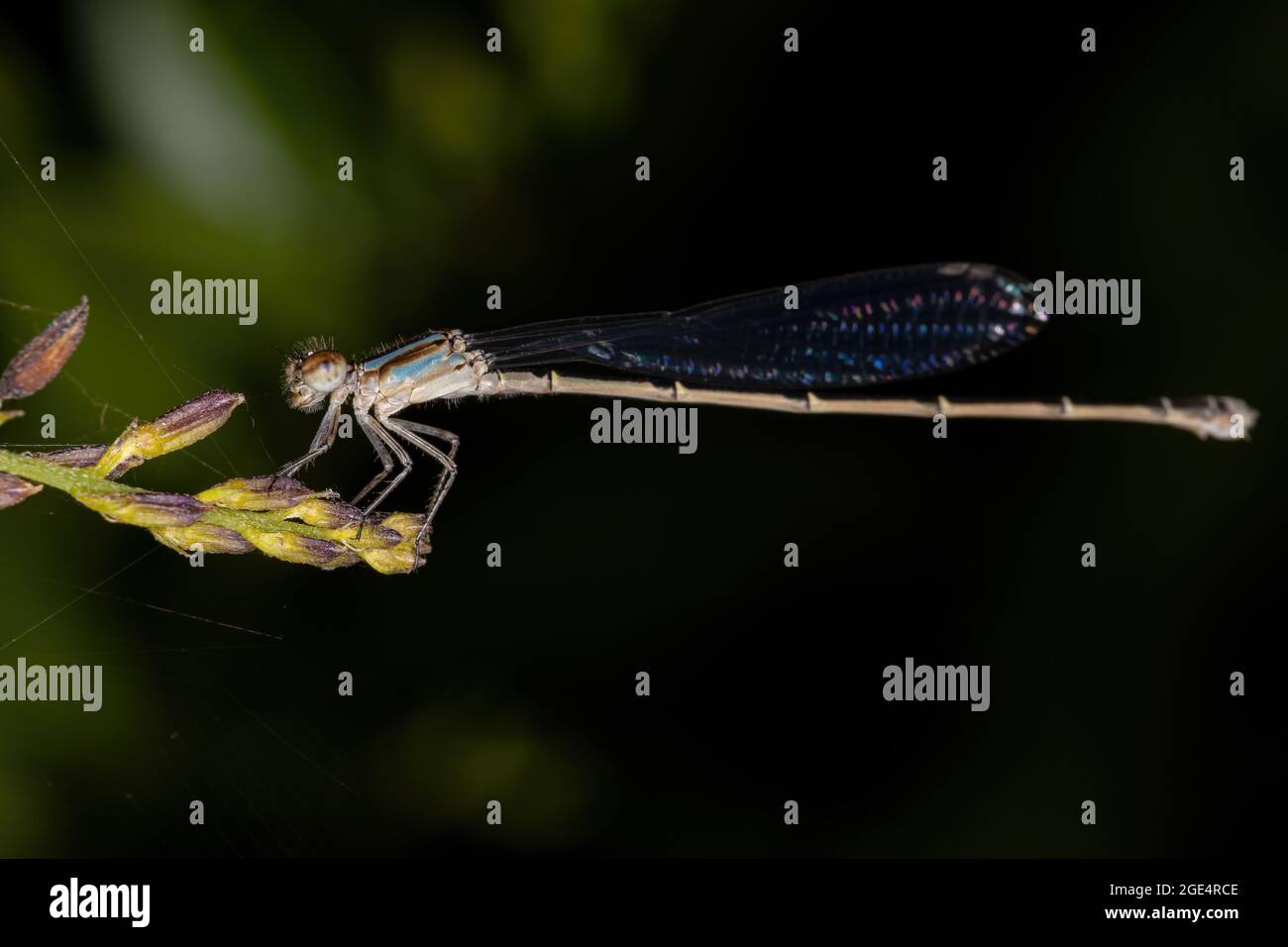 Damselfly adulto alato stretto della famiglia Coenagridionidae Foto Stock