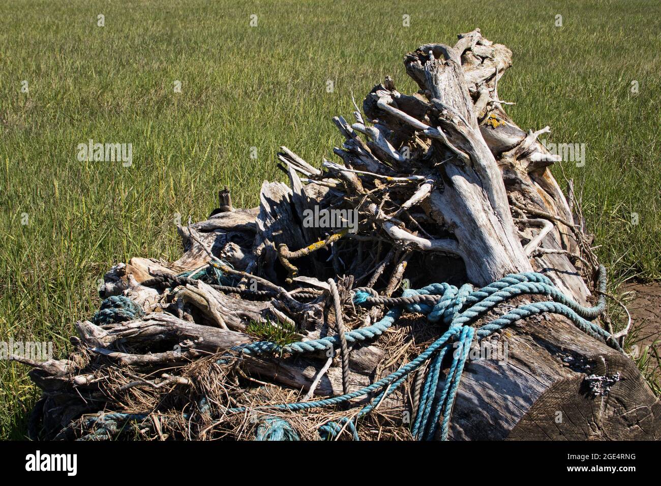 Una marea di corda blu intorno alla radice di un albero morto, che funge da ormeggio per barche a terra Foto Stock